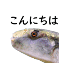 水族会話（個別スタンプ：1）