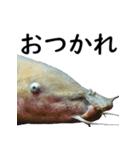 水族会話（個別スタンプ：2）