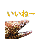 水族会話（個別スタンプ：3）
