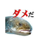 水族会話（個別スタンプ：4）