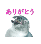 水族会話（個別スタンプ：6）