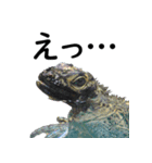 水族会話（個別スタンプ：11）