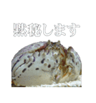 水族会話（個別スタンプ：12）
