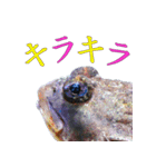 水族会話（個別スタンプ：13）