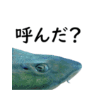 水族会話（個別スタンプ：14）