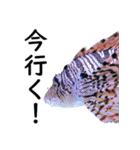 水族会話（個別スタンプ：15）