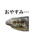 水族会話（個別スタンプ：16）