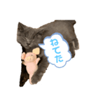 にゃーみるりゅう（個別スタンプ：1）