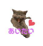 にゃーみるりゅう（個別スタンプ：4）
