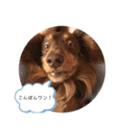 ロンくん日常スタンプ（個別スタンプ：3）