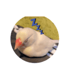 鳥が可愛いすぎてどうしよう1（個別スタンプ：1）