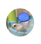 鳥が可愛いすぎてどうしよう1（個別スタンプ：5）