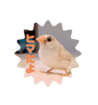 鳥が可愛いすぎてどうしよう1（個別スタンプ：7）