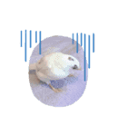 鳥が可愛いすぎてどうしよう1（個別スタンプ：8）