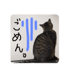 うちの可愛いキジトラ（個別スタンプ：2）
