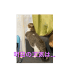 マンチカンのだいふくくんvol.3（個別スタンプ：5）