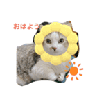 マンチカンのだいふくくんvol.3（個別スタンプ：7）