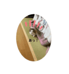 マンチカンのだいふくくんvol.3（個別スタンプ：8）