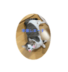 マンチカンのだいふくくんvol.3（個別スタンプ：9）