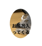 マンチカンのだいふくくんvol.3（個別スタンプ：16）