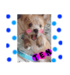 愛犬テンくんのスタンプ(伊予弁)（個別スタンプ：1）