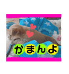 愛犬テンくんのスタンプ(伊予弁)（個別スタンプ：3）
