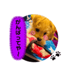 愛犬テンくんのスタンプ(伊予弁)（個別スタンプ：4）