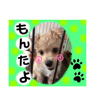 愛犬テンくんのスタンプ(伊予弁)（個別スタンプ：6）