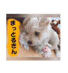愛犬テンくんのスタンプ(伊予弁)（個別スタンプ：7）