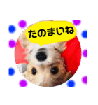 愛犬テンくんのスタンプ(伊予弁)（個別スタンプ：8）
