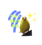インコのMAXくん6（個別スタンプ：1）