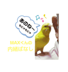 インコのMAXくん6（個別スタンプ：2）