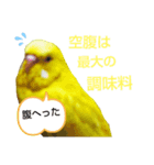 インコのMAXくん6（個別スタンプ：3）