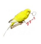インコのMAXくん6（個別スタンプ：4）