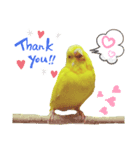 インコのMAXくん6（個別スタンプ：5）