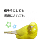 インコのMAXくん6（個別スタンプ：6）