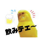 インコのMAXくん6（個別スタンプ：7）