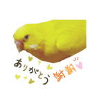 インコのMAXくん6（個別スタンプ：8）