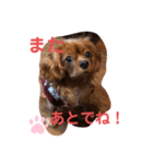 キャバリアルビーのココちゃん  3（個別スタンプ：2）