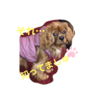 キャバリアルビーのココちゃん  3（個別スタンプ：3）