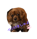 キャバリアルビーのココちゃん  3（個別スタンプ：5）