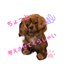 キャバリアルビーのココちゃん  3（個別スタンプ：6）