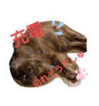 キャバリアルビーのココちゃん  3（個別スタンプ：7）