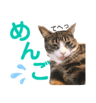 かぎさんと紫苑 2（個別スタンプ：3）