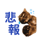 かぎさんと紫苑 2（個別スタンプ：8）