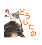 かぎさんと紫苑 2（個別スタンプ：9）