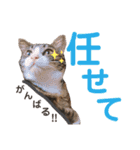 かぎさんと紫苑 2（個別スタンプ：10）