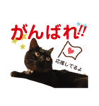 かぎさんと紫苑 2（個別スタンプ：15）