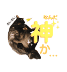 かぎさんと紫苑 2（個別スタンプ：16）