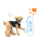 トイプードルのもぐ2（個別スタンプ：5）